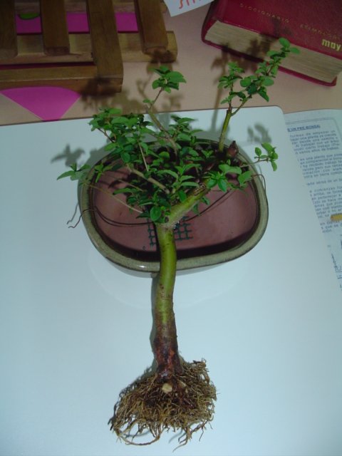 Dsc06645.jpg