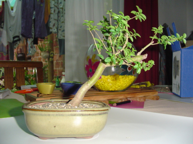 Dsc06652.jpg