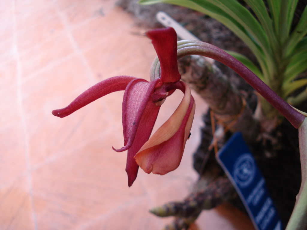 DSC06727.jpg