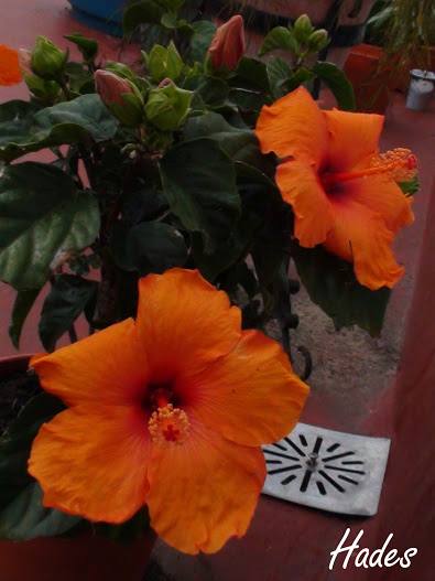 DSC06787.jpg