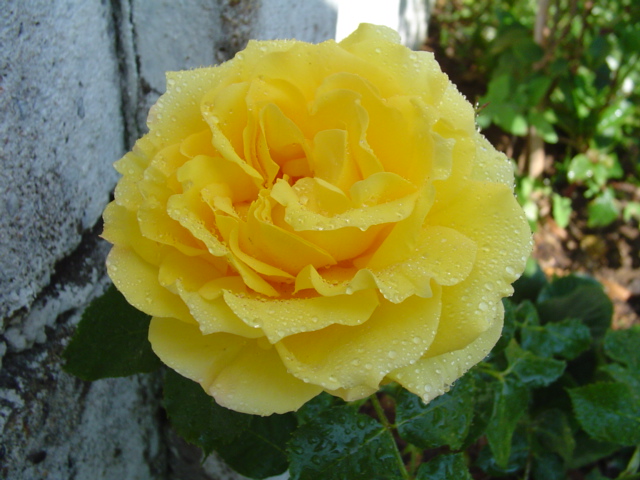 Dsc06954.jpg