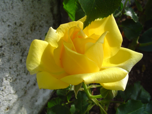 Dsc07003.jpg