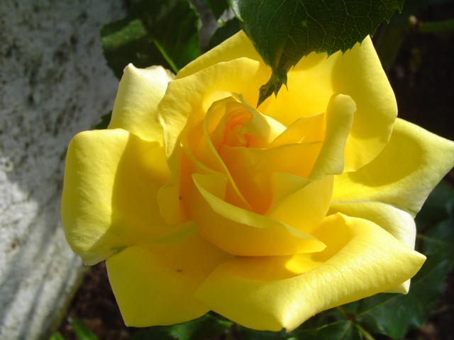 Dsc07004.jpg