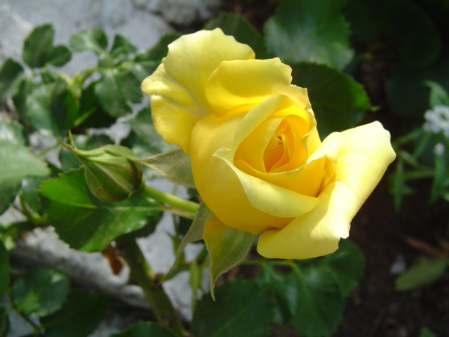 Dsc07007.jpg