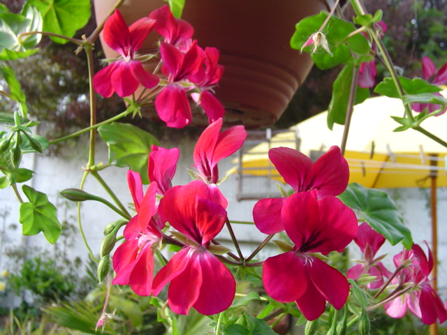 Dsc07067.jpg