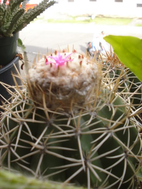 DSC07102.jpg
