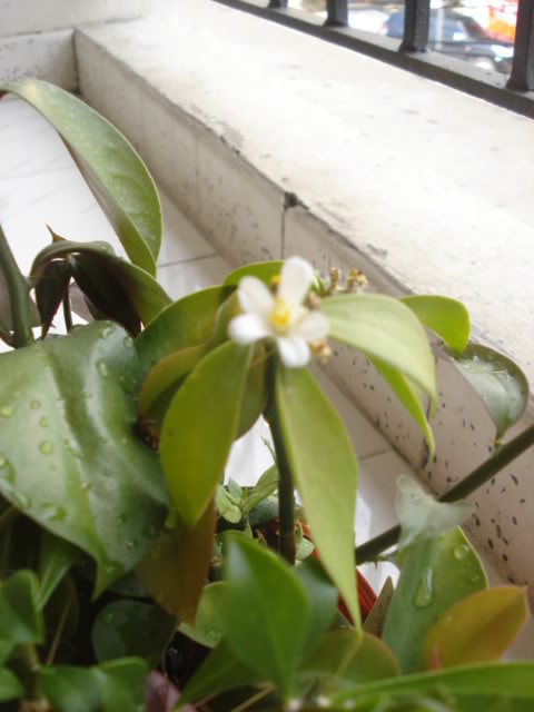 DSC07106.jpg