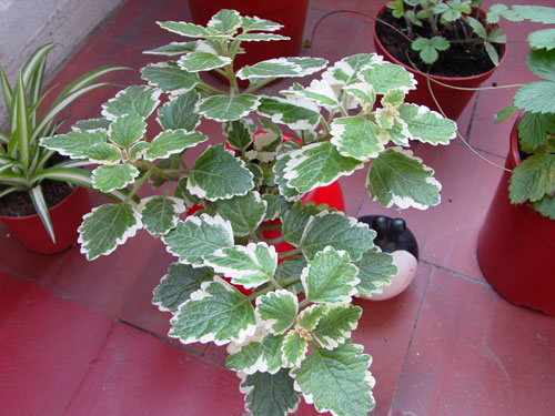 DSC07110.jpg