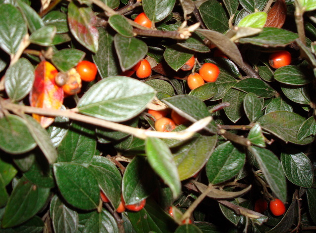 dsc07110.jpg