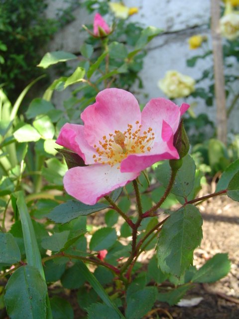 Dsc07115.jpg