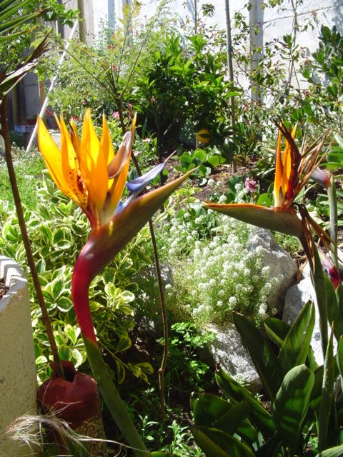 Dsc07121.jpg