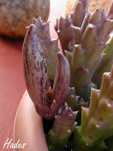 DSC07124+copia.jpg
