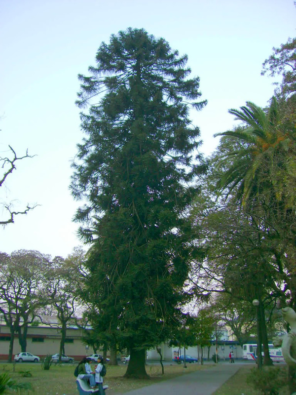 DSC07131.jpg