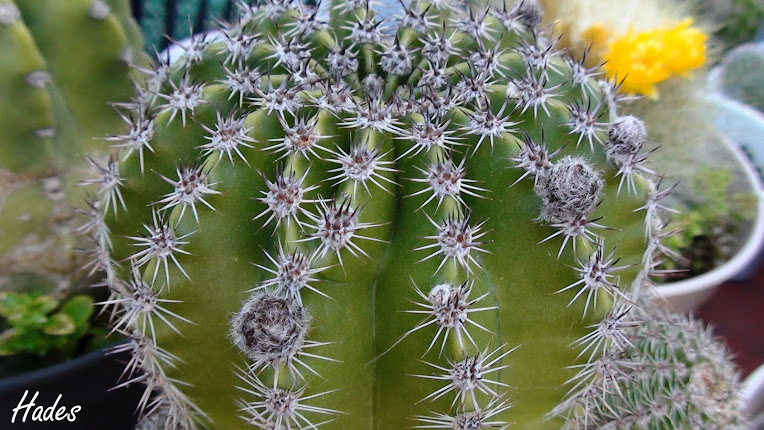 DSC07173+copia.jpg