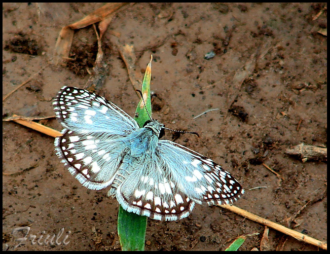 DSC07204_copiar.jpg