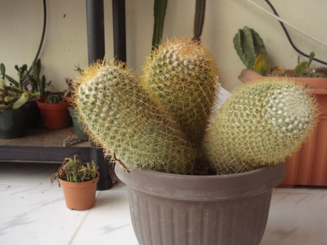 DSC07210.jpg