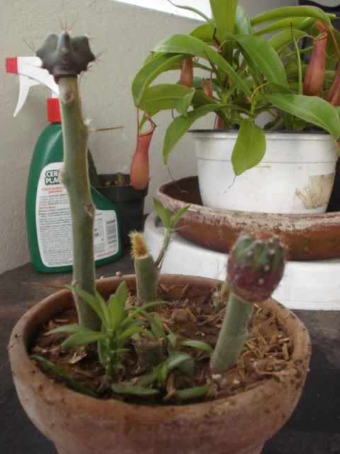 DSC07215.jpg