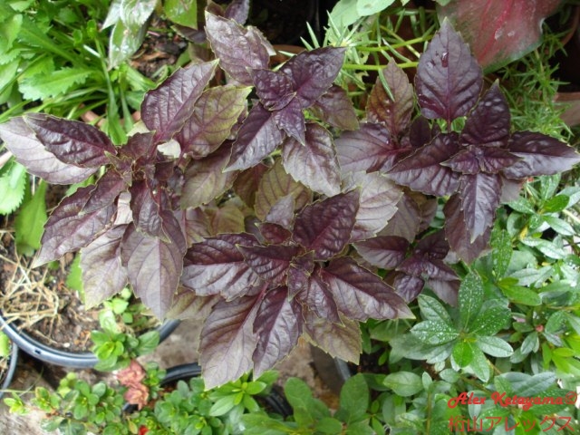 DSC07216.JPG