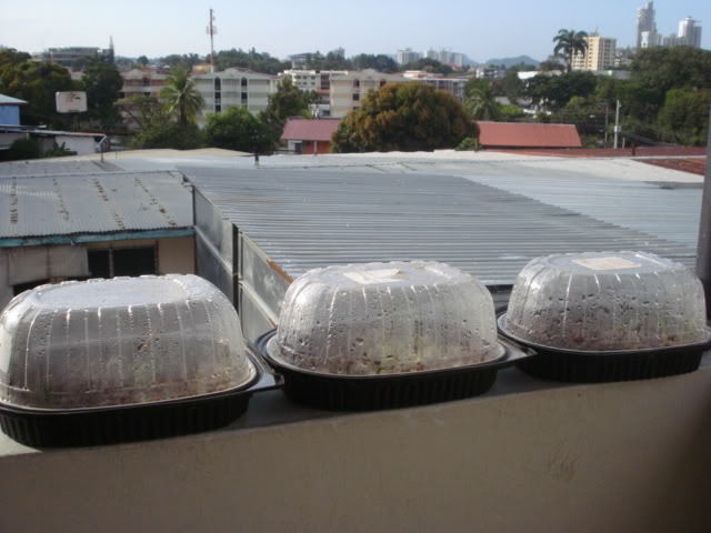 DSC07216.jpg