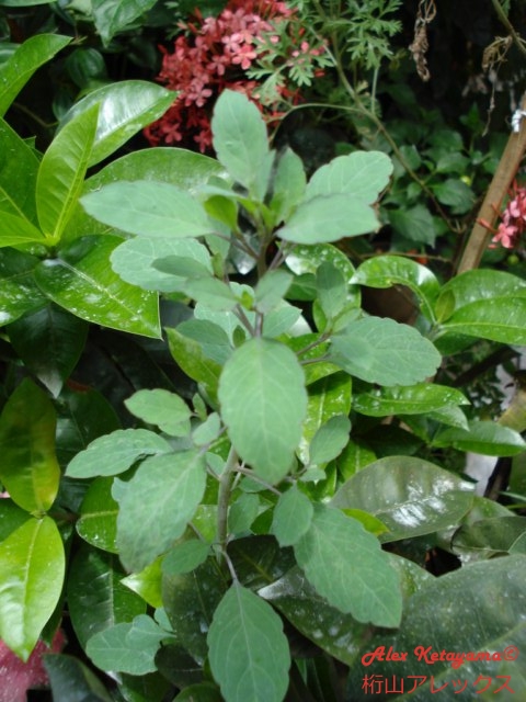 DSC07218.JPG