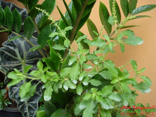 DSC07220.JPG