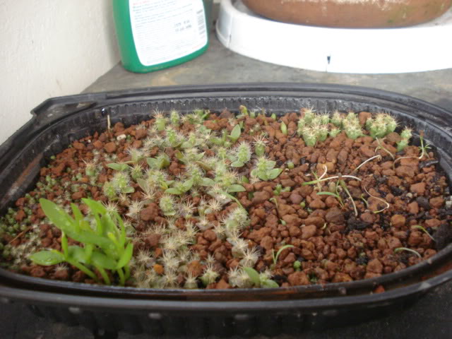 DSC07224.jpg