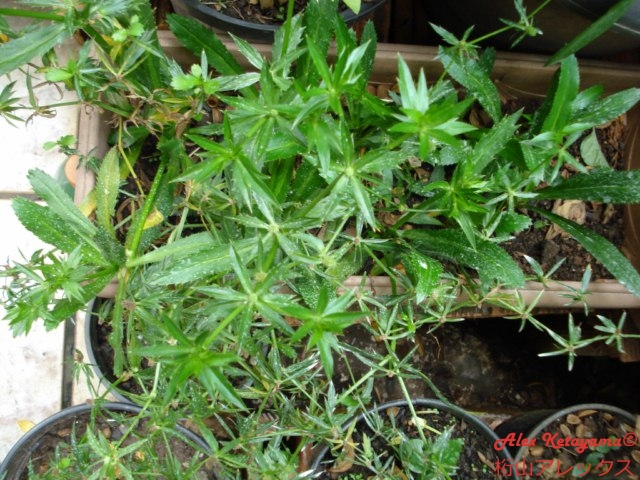 DSC07225.JPG