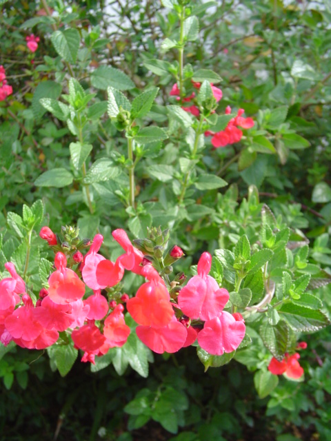 DSC07232.JPG