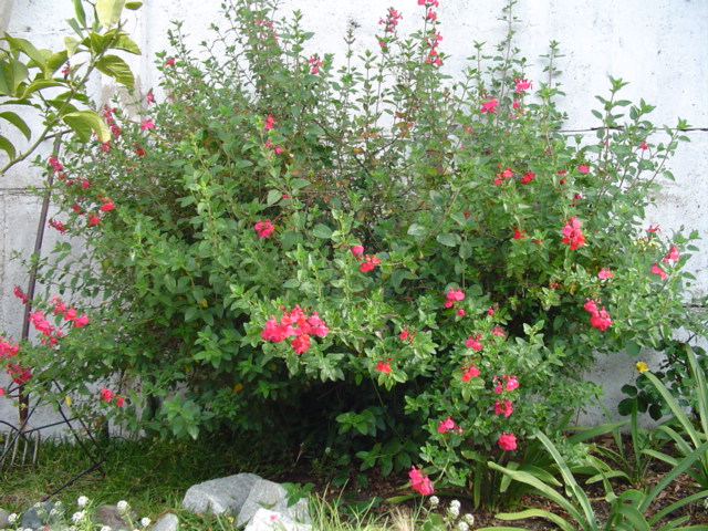 DSC07233.JPG