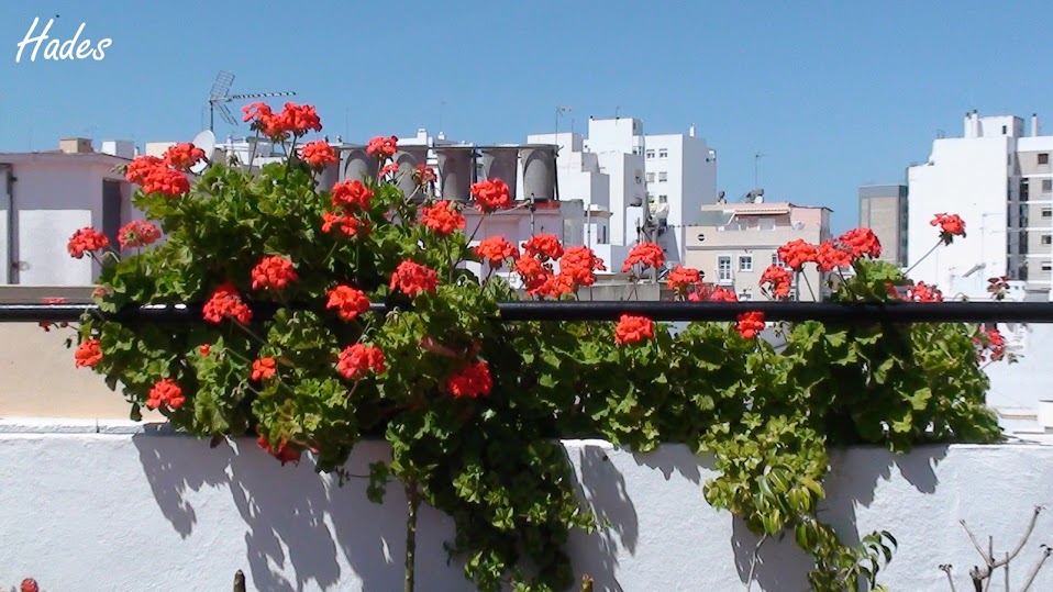 DSC07235+copia.jpg
