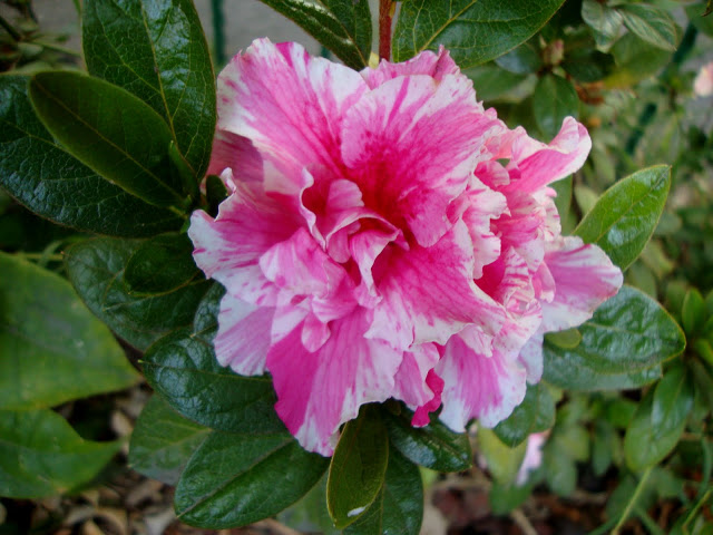 DSC07262.JPG
