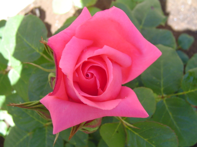 DSC07342.JPG