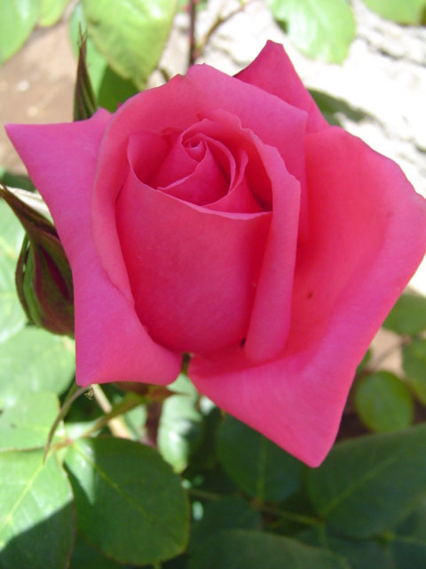 DSC07348.JPG