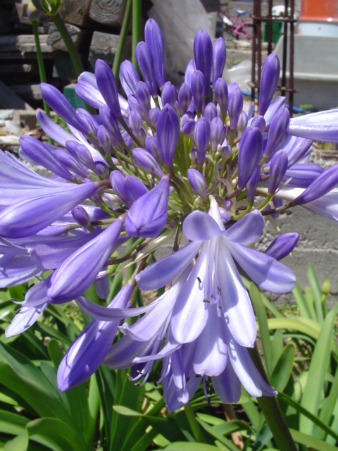 DSC07373.JPG
