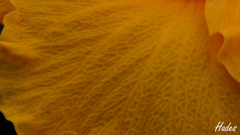 DSC07421+copia.jpg