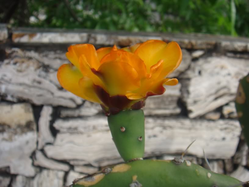 DSC07426.jpg