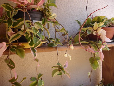 DSC07434.JPG