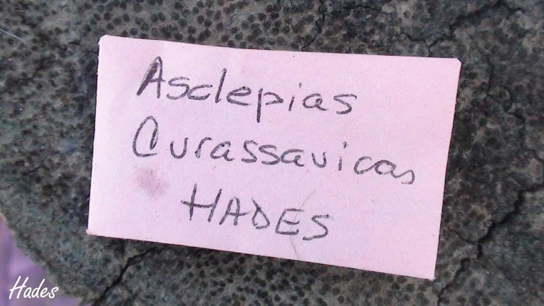 DSC07491+copia.jpg