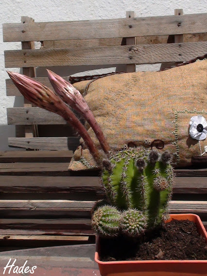 DSC07657+copia.jpg