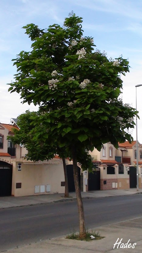 DSC07764+copia.jpg