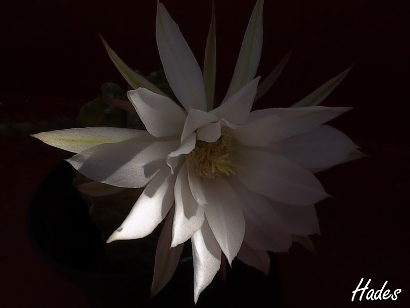 DSC07809+copia.jpg