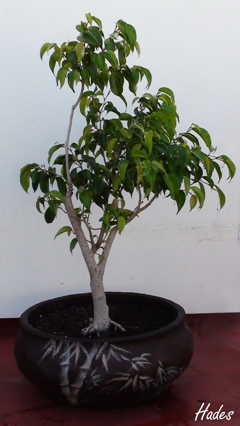 DSC07874+copia.jpg