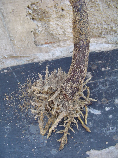 DSC07903.JPG