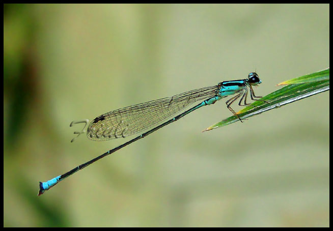 DSC079901_copiar.jpg
