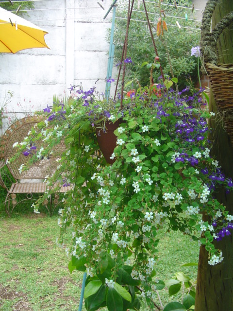 DSC08033.JPG