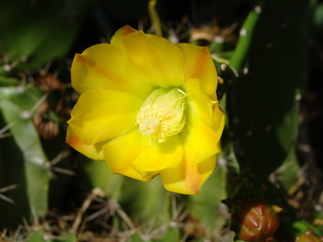 DSC08052.JPG