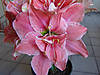 DSC08148.JPG