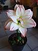 DSC08162.jpg