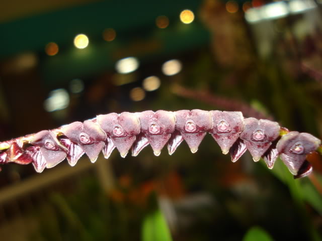 DSC08186.jpg