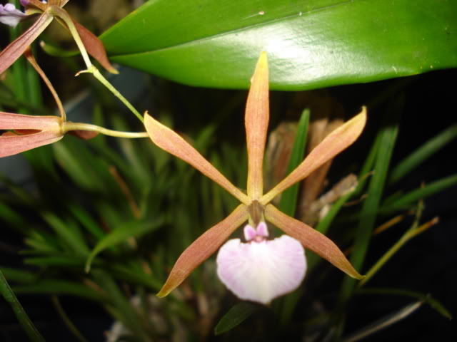 DSC08187.jpg